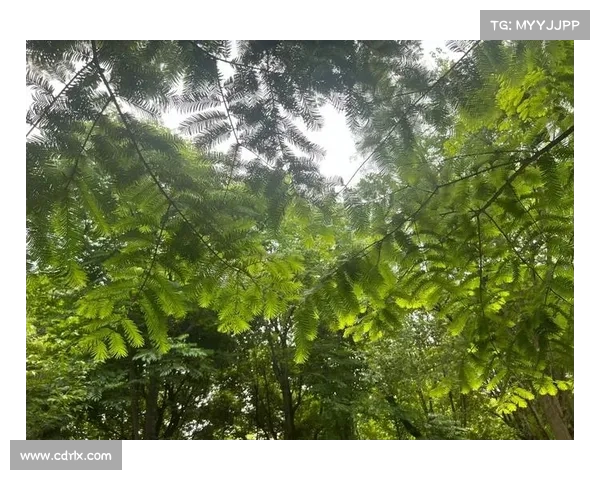 活化石树种的历史演变与生物学价值深度剖析 活化石树种的历史演变与生物学价值深度剖析
